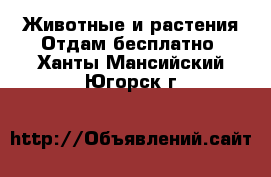 Животные и растения Отдам бесплатно. Ханты-Мансийский,Югорск г.